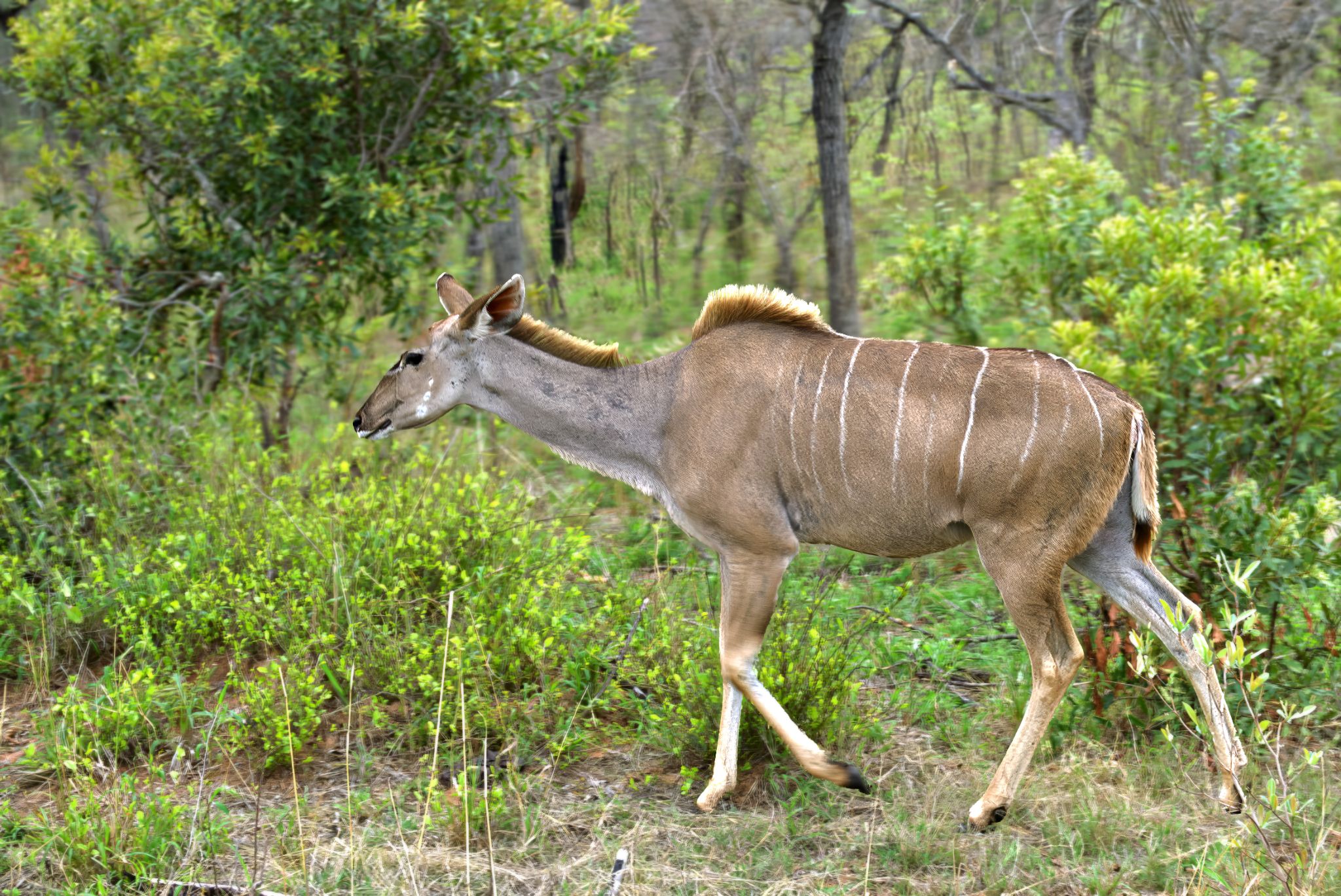 20161113 162853 Kudu